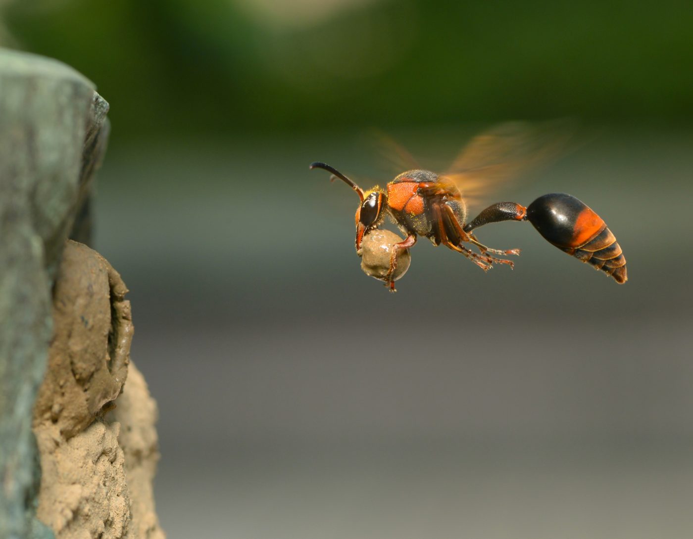 A female potter wasp, Oreumenes decoratus, returning to her nest carrying a mud pellet