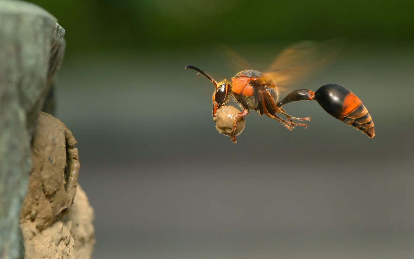 A female potter wasp, Oreumenes decoratus, returning to her nest carrying a mud pellet