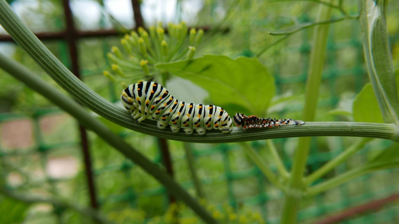 Green and black caterpillar after shedding its skin on a plant stalk