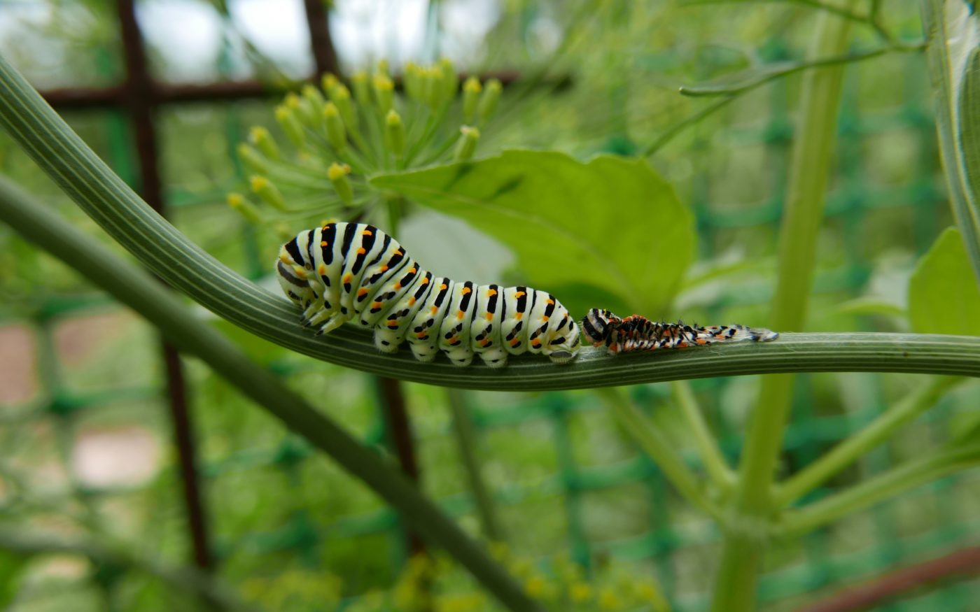 Green and black caterpillar after shedding its skin on a plant stalk