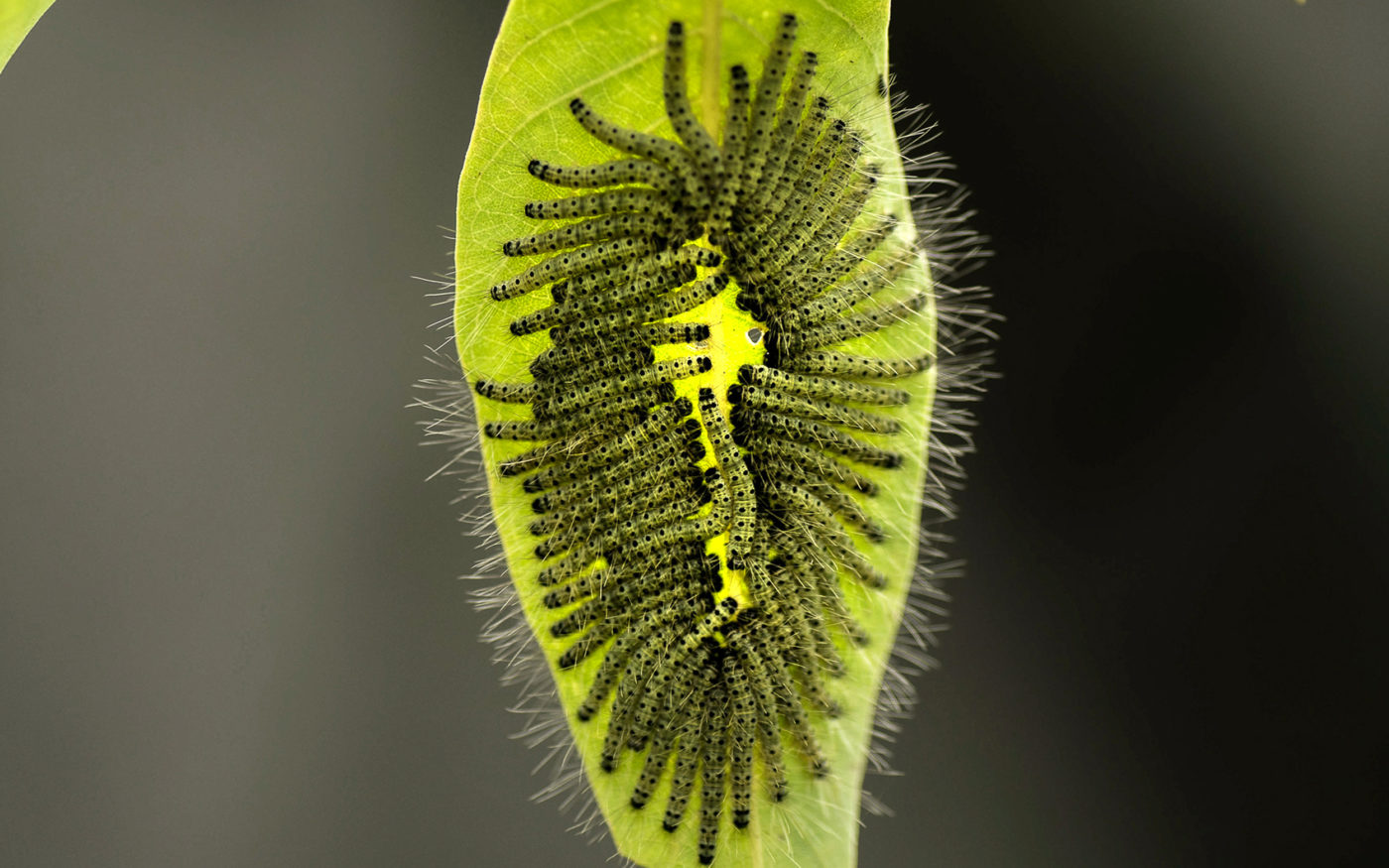 Tightly packed caterpillars on a green leaf