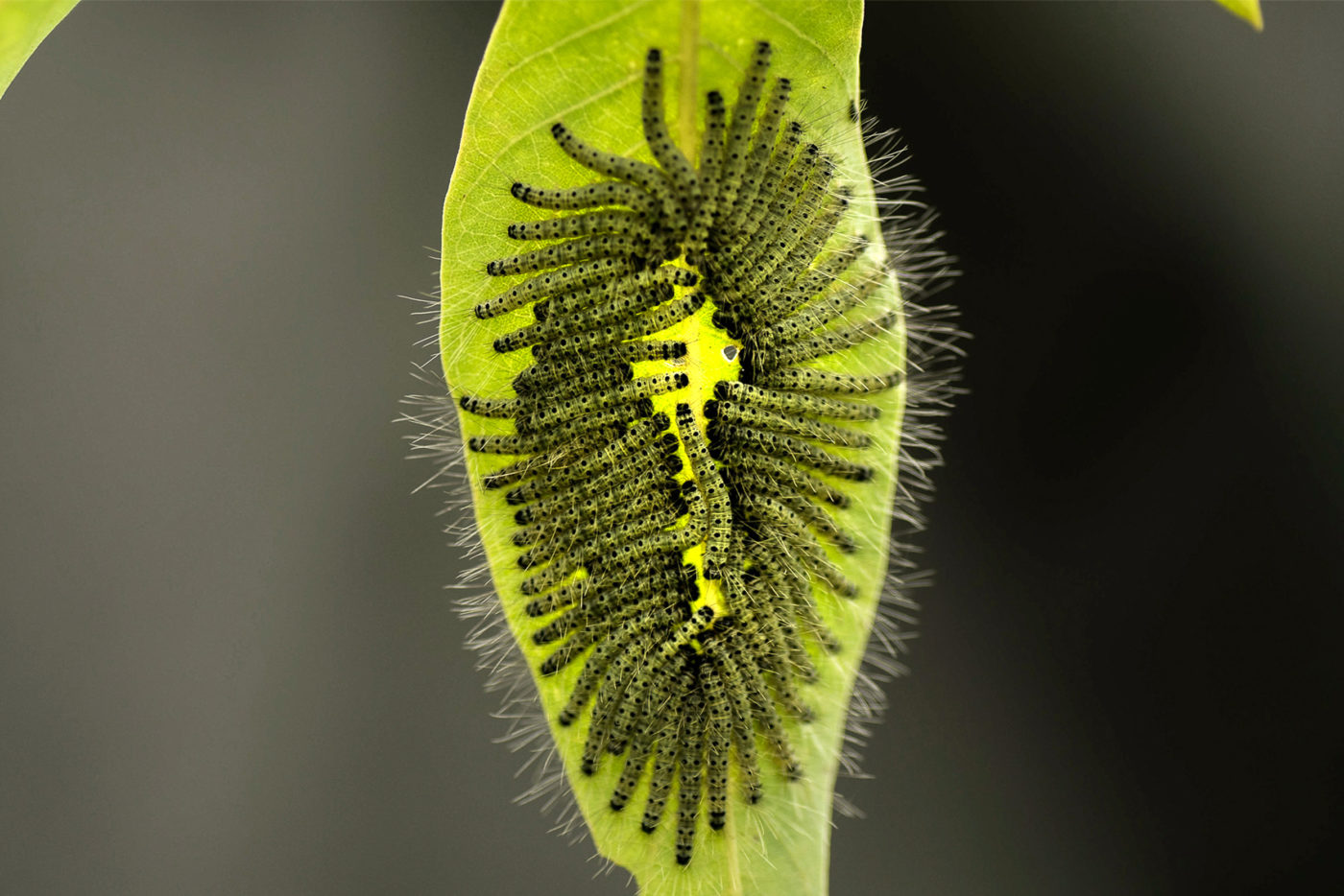 Tightly packed caterpillars on a green leaf
