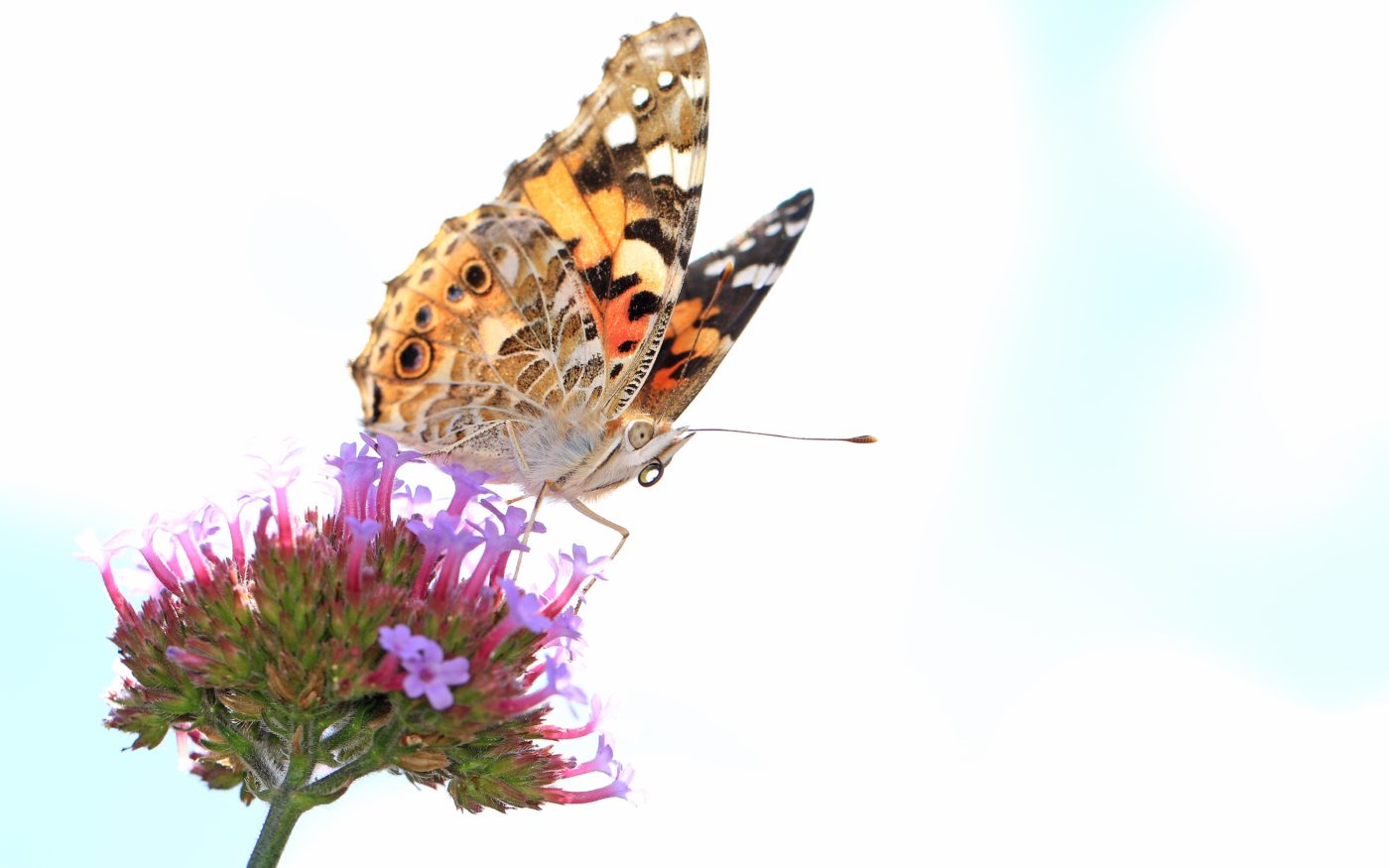 Painted Lady, Vanessa cardui, on small purple flowers