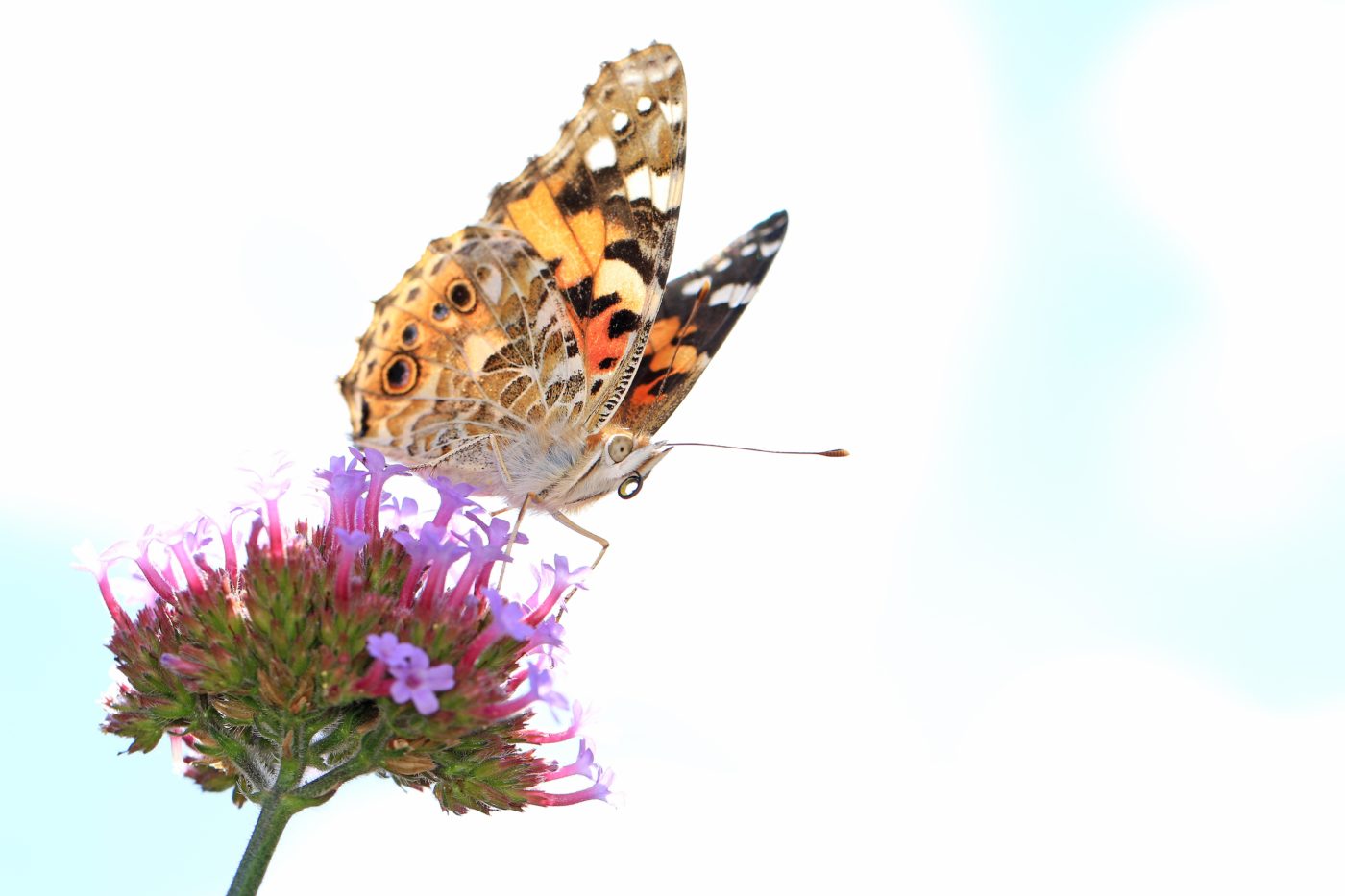 Painted Lady, Vanessa cardui, on small purple flowers