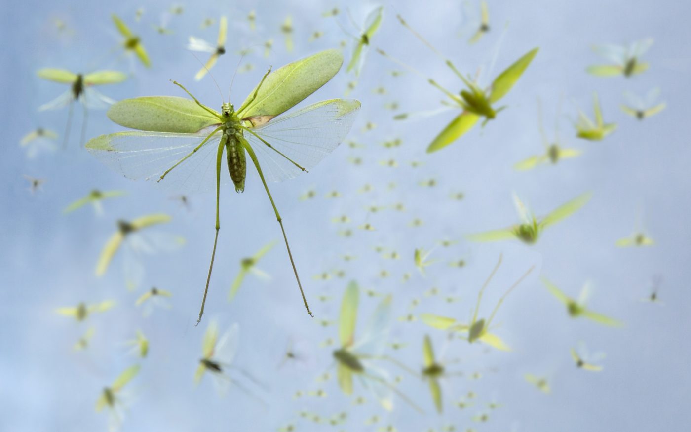 Oblong-winged katydids, Amblycorypha oblongifolia, in flight.