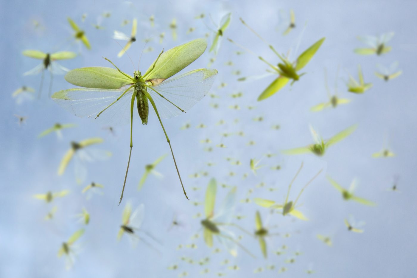 Oblong-winged katydids, Amblycorypha oblongifolia, in flight.