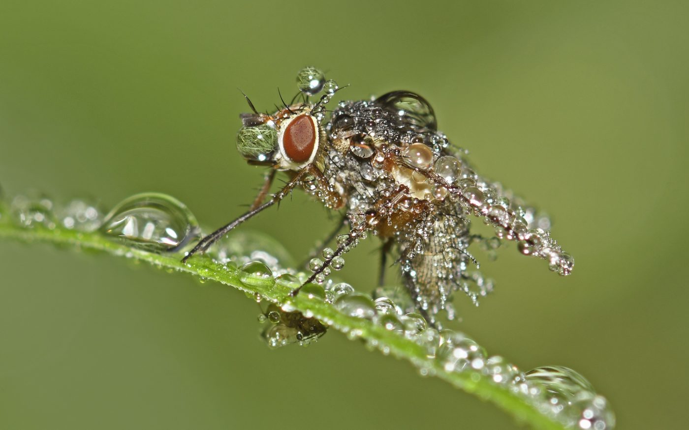 Fly covered in water droplets on a green leaf