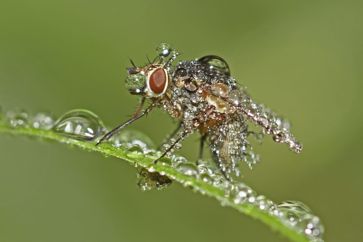Fly covered in water droplets on a green leaf