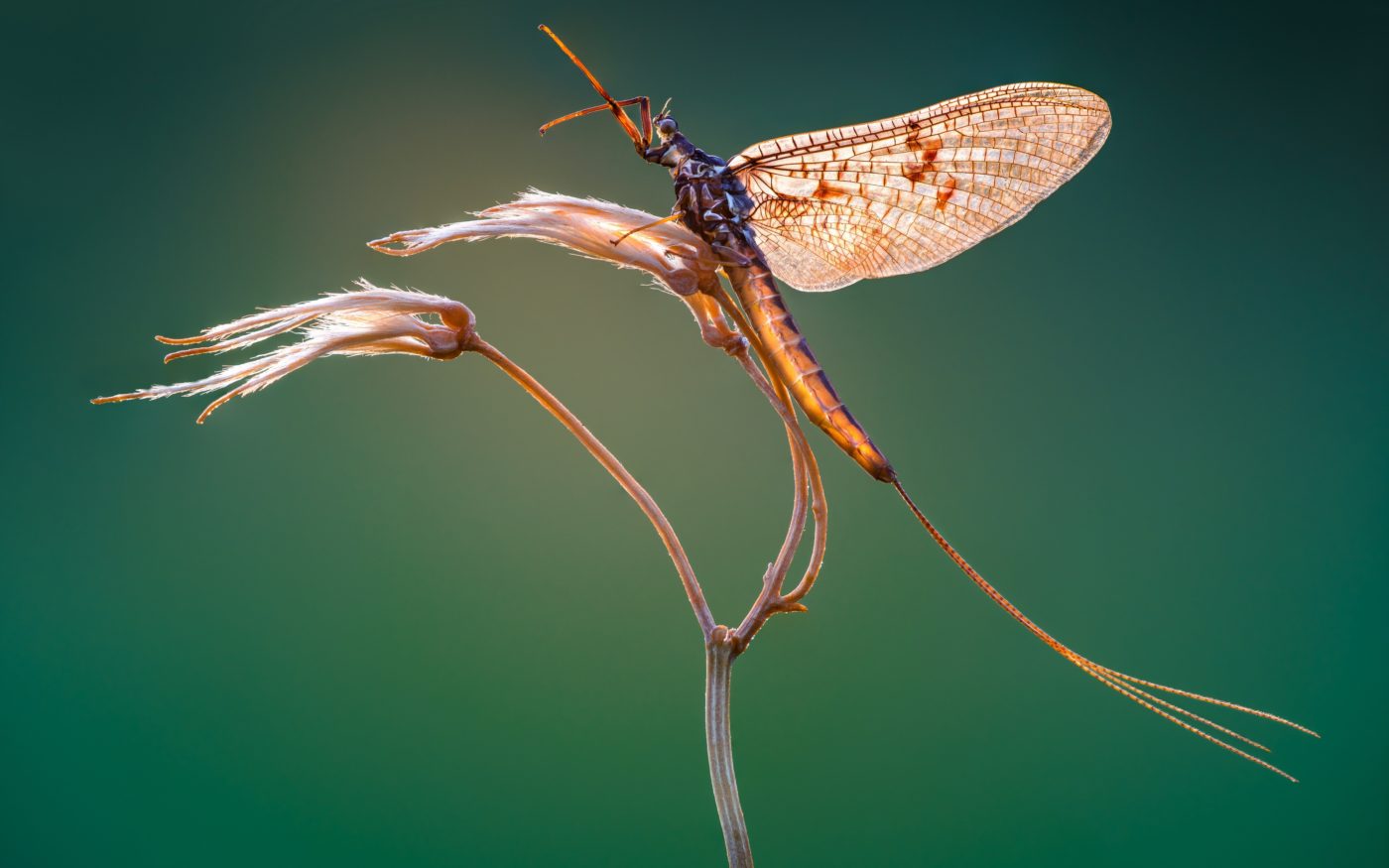 Mayfly resting on a stem in the early morning, just before sunrise