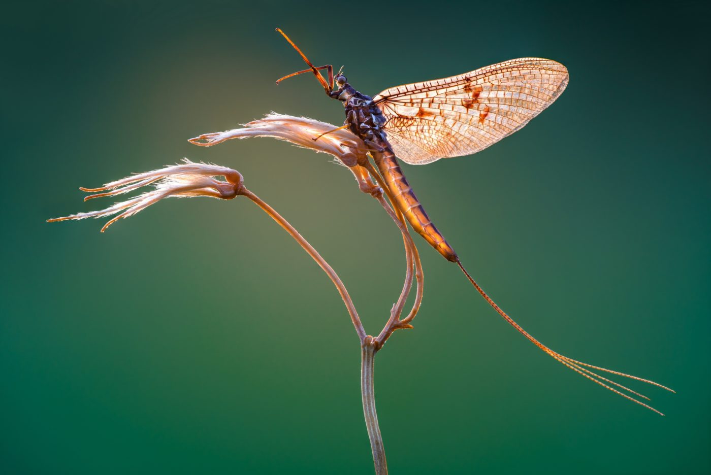 Mayfly resting on a stem in the early morning, just before sunrise