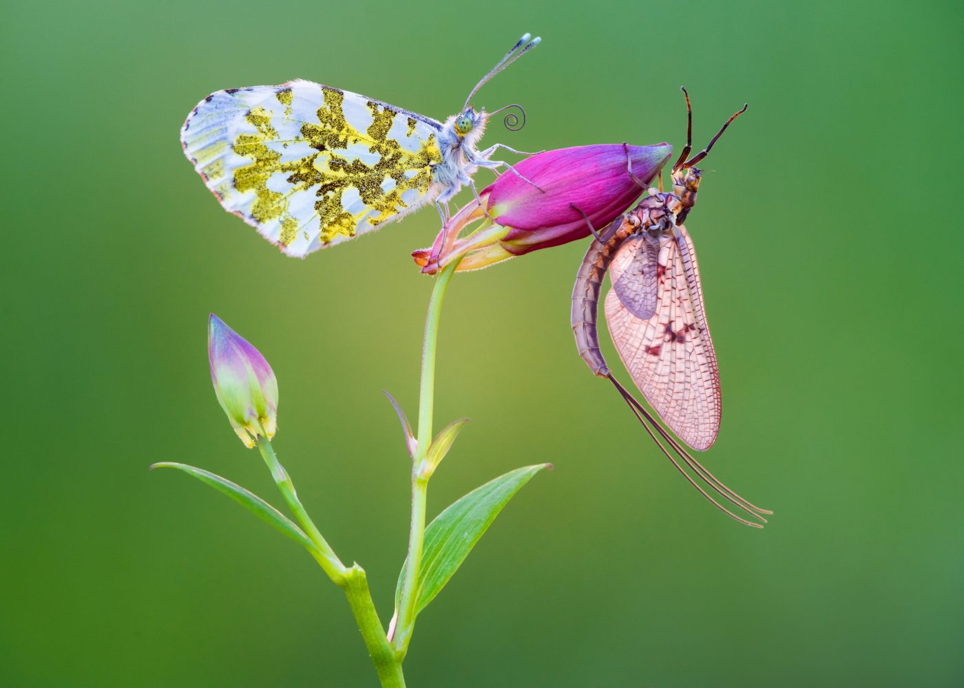Orange tip butterfly, Anthocharis cardamines, and mayfly on a purple flower bud