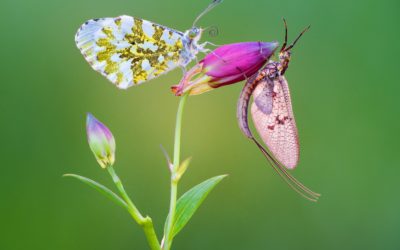 Orange tip butterfly, Anthocharis cardamines, and mayfly on a purple flower bud