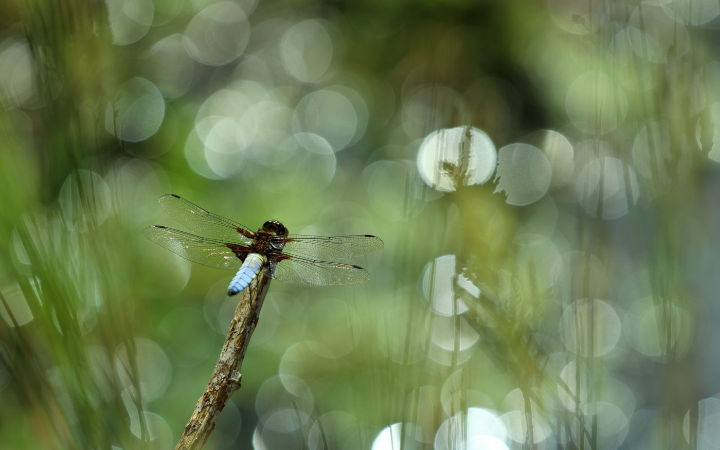 Broad Bodied Chaser dragonfly, Libellula depressa