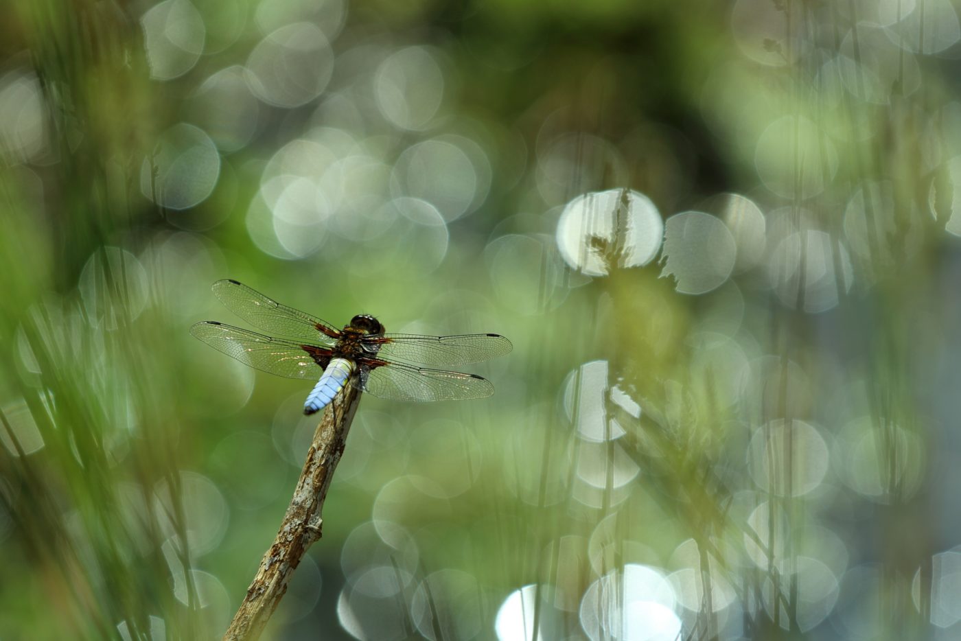 Broad Bodied Chaser dragonfly, Libellula depressa