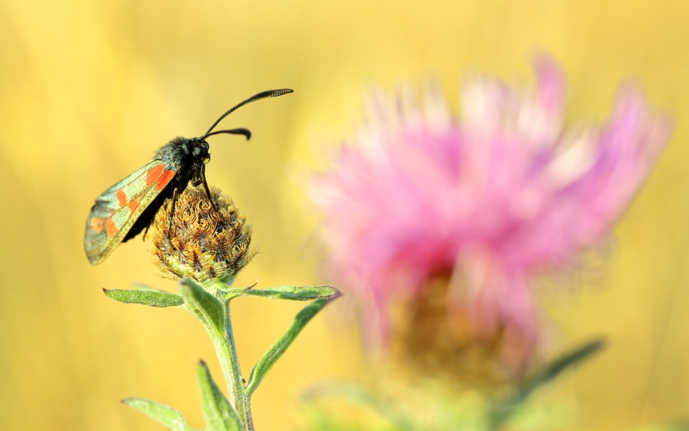 Six-spot burnet, Zygaena filipendulae, on knapweed