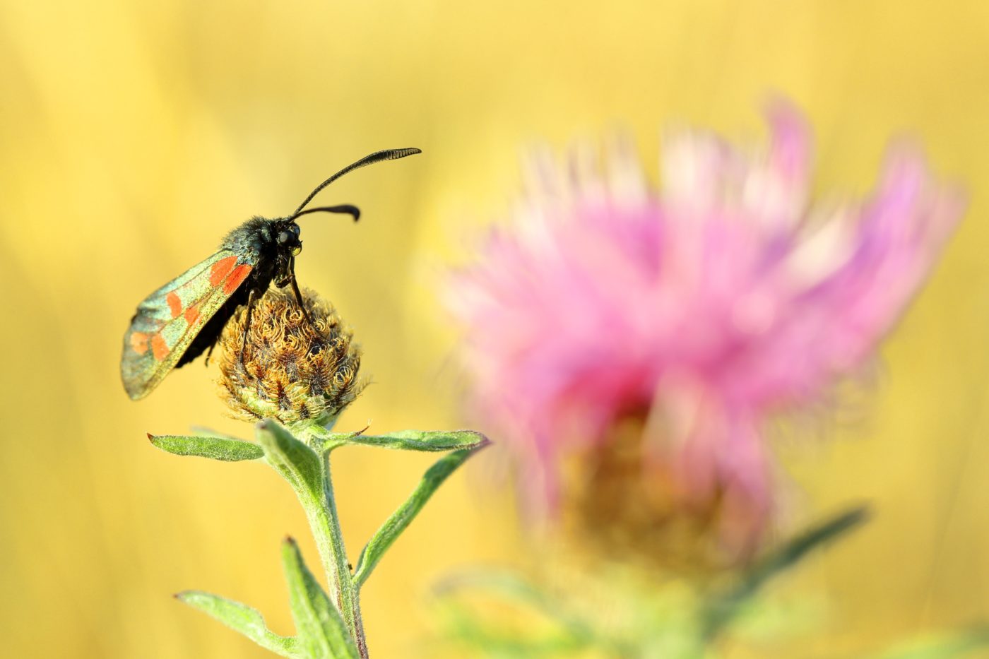 Six-spot burnet, Zygaena filipendulae, on knapweed