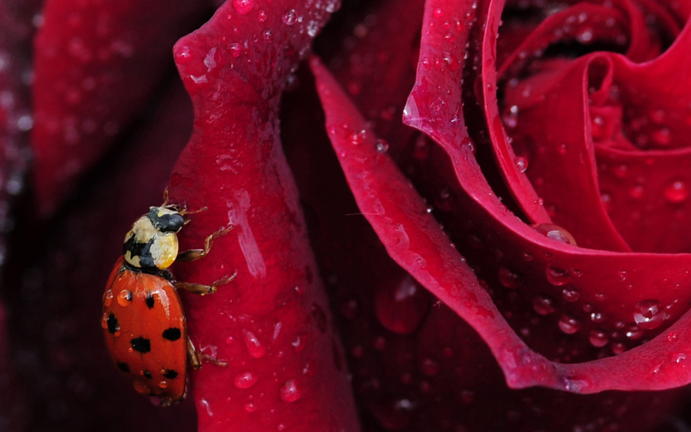 Harlequin Ladybird, Harmonia Axyridis, on a red rose petal