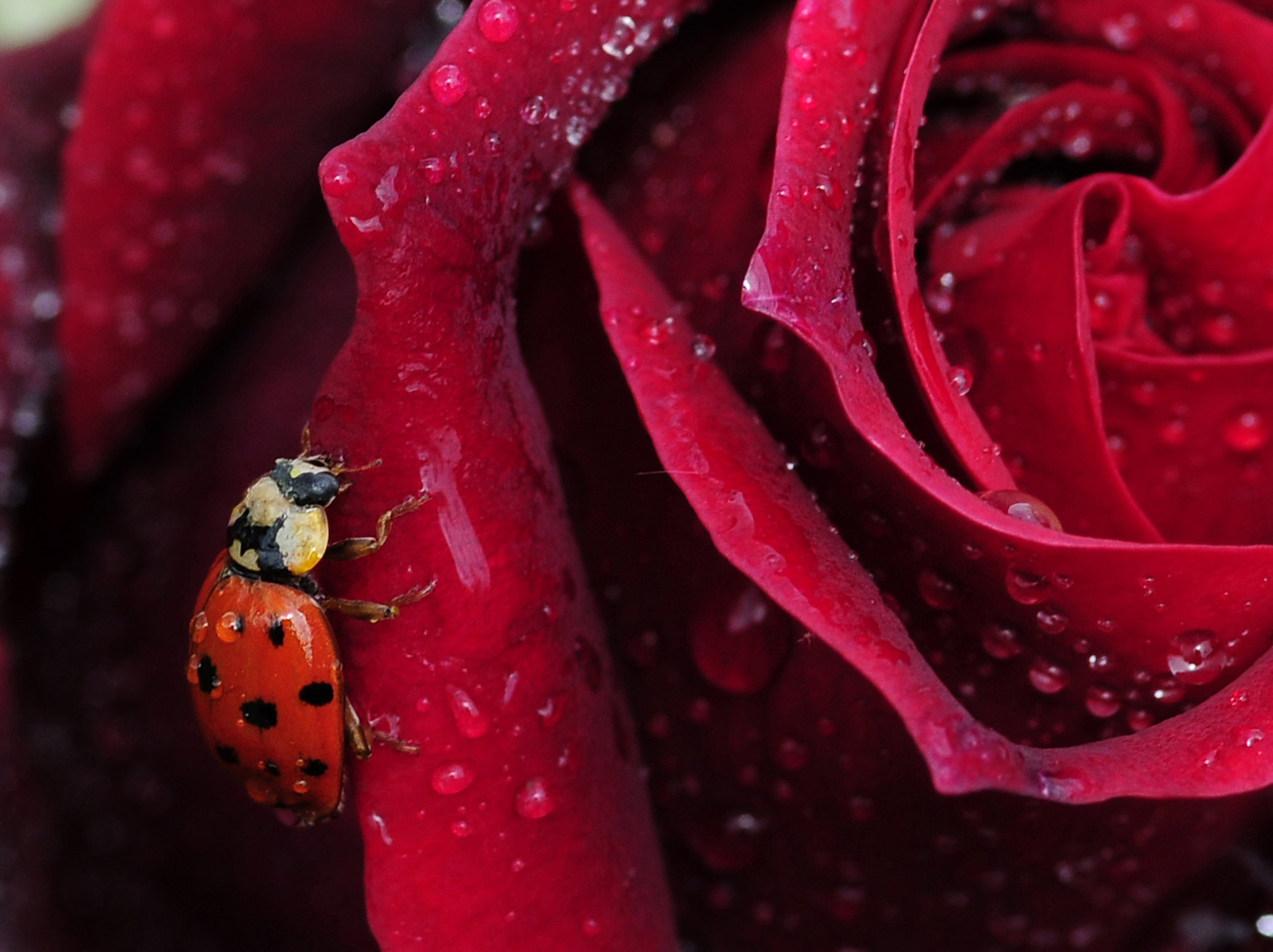 Harlequin Ladybird, Harmonia Axyridis, on a red rose petal