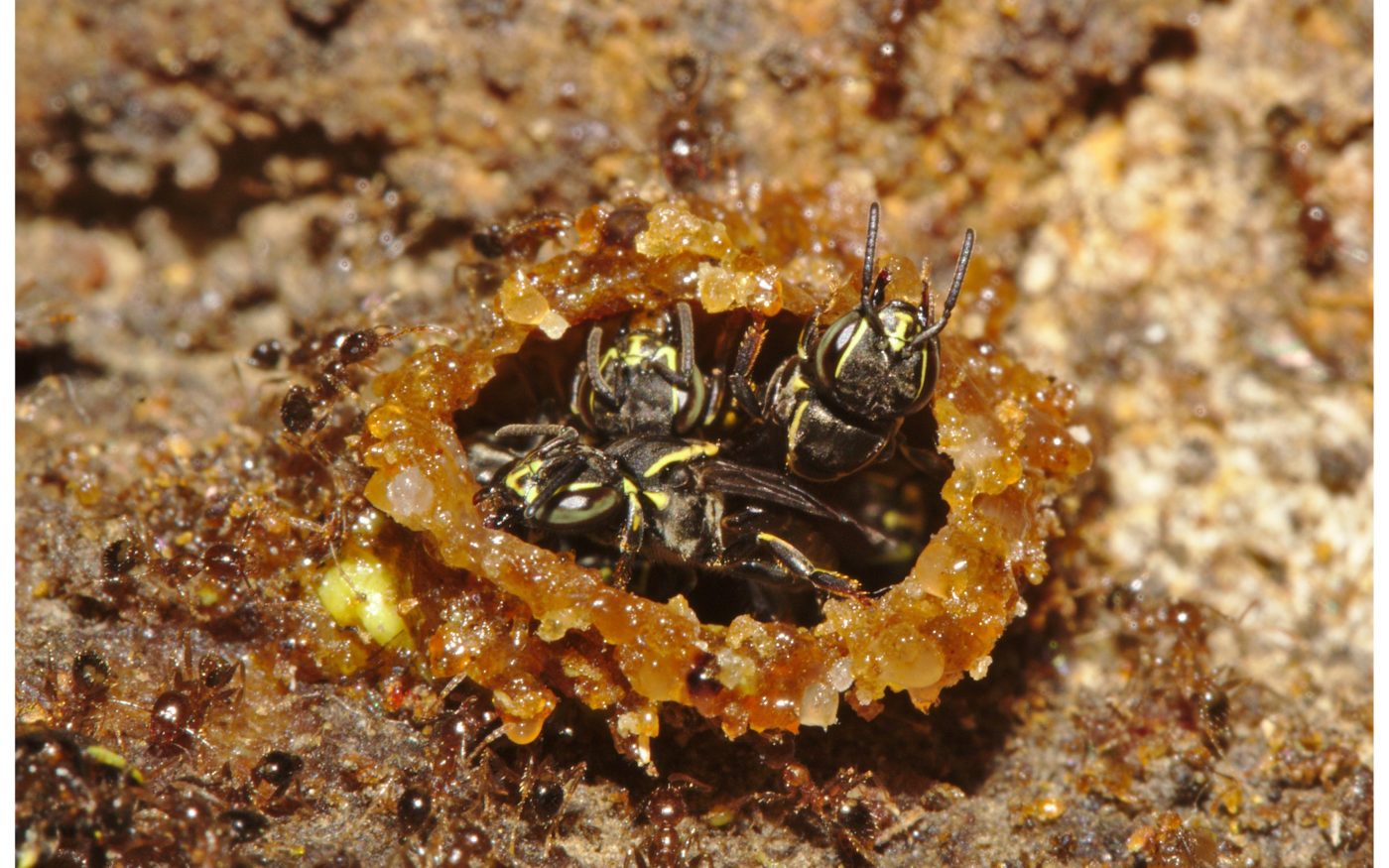 Three bees surrounded by ants