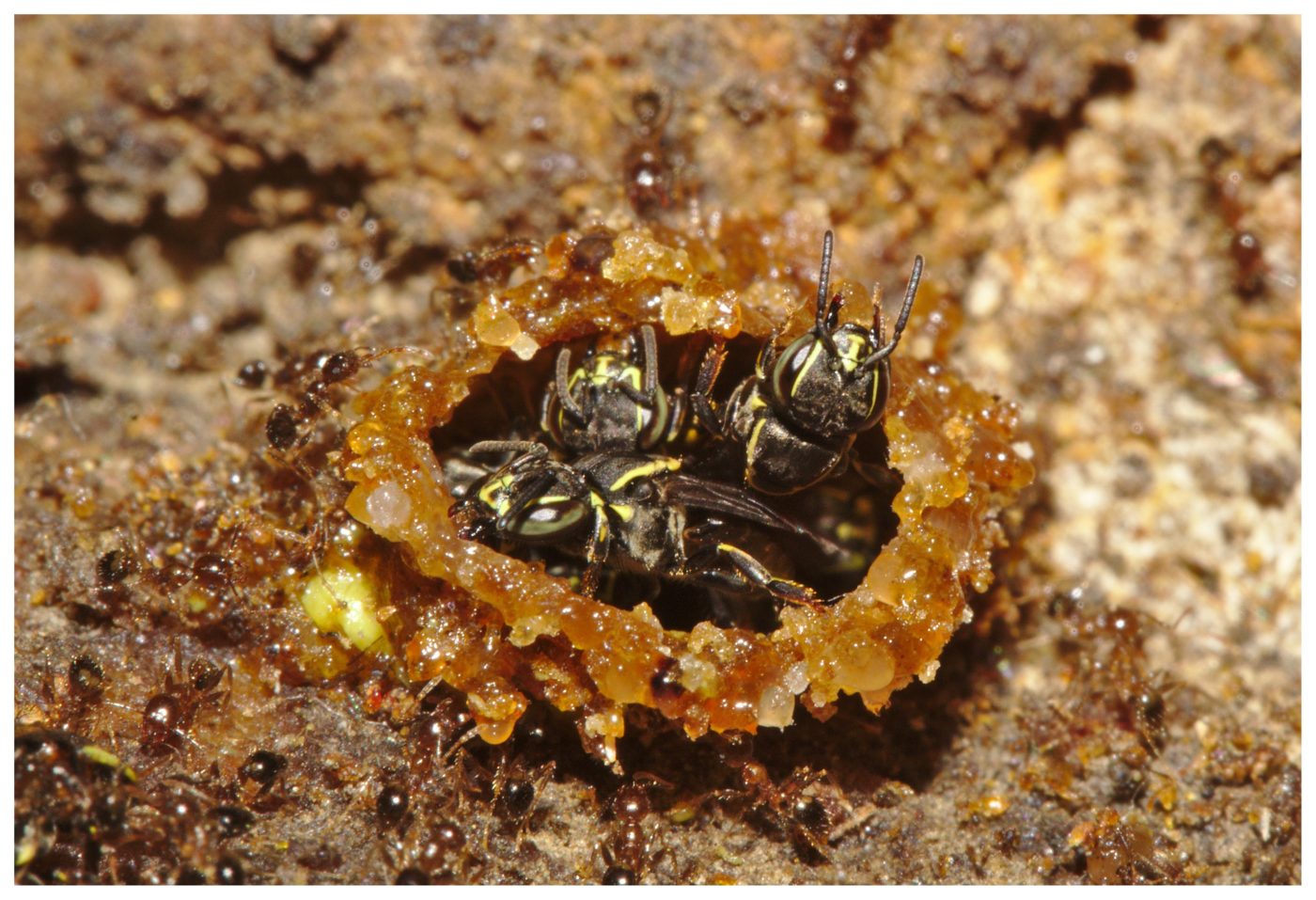 Three bees surrounded by ants