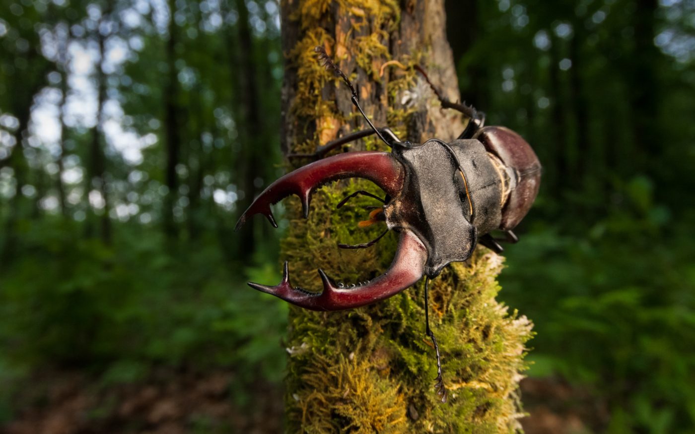 Stag beetle, Lucanus cervus, on a branch