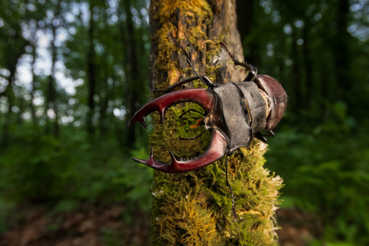 Stag beetle, Lucanus cervus, on a branch