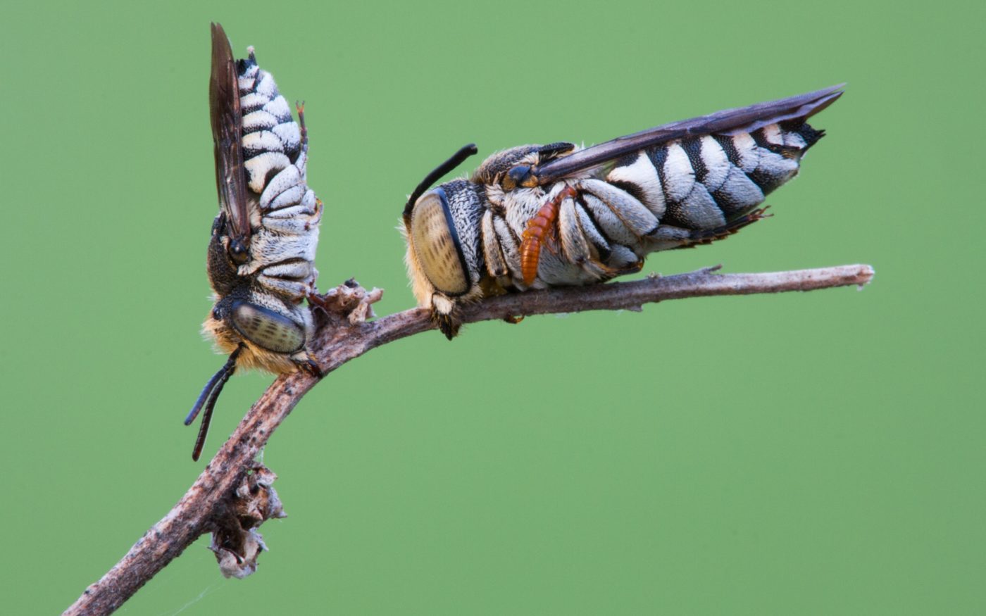 Two Cuckoo bees, Coelioxys sp., on a twig