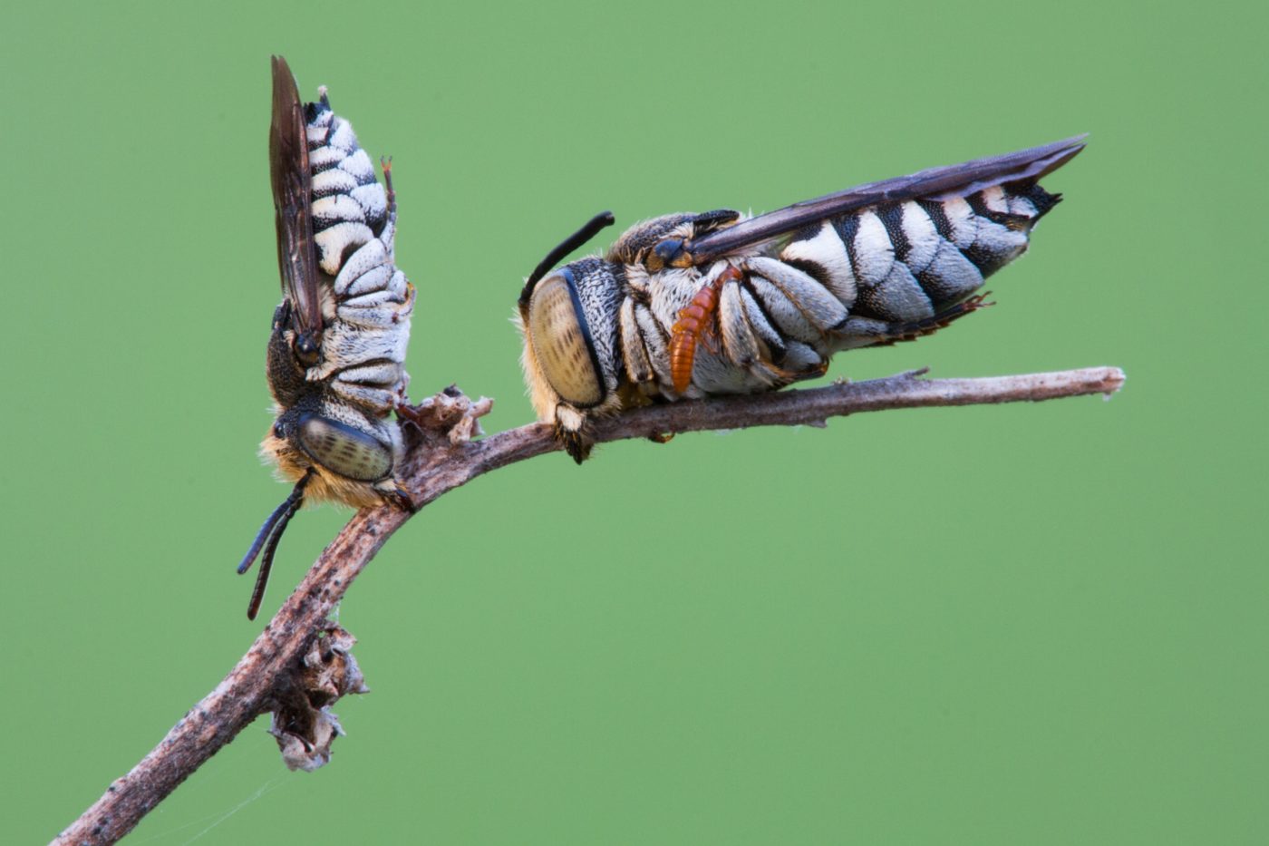 Two Cuckoo bees, Coelioxys sp., on a twig