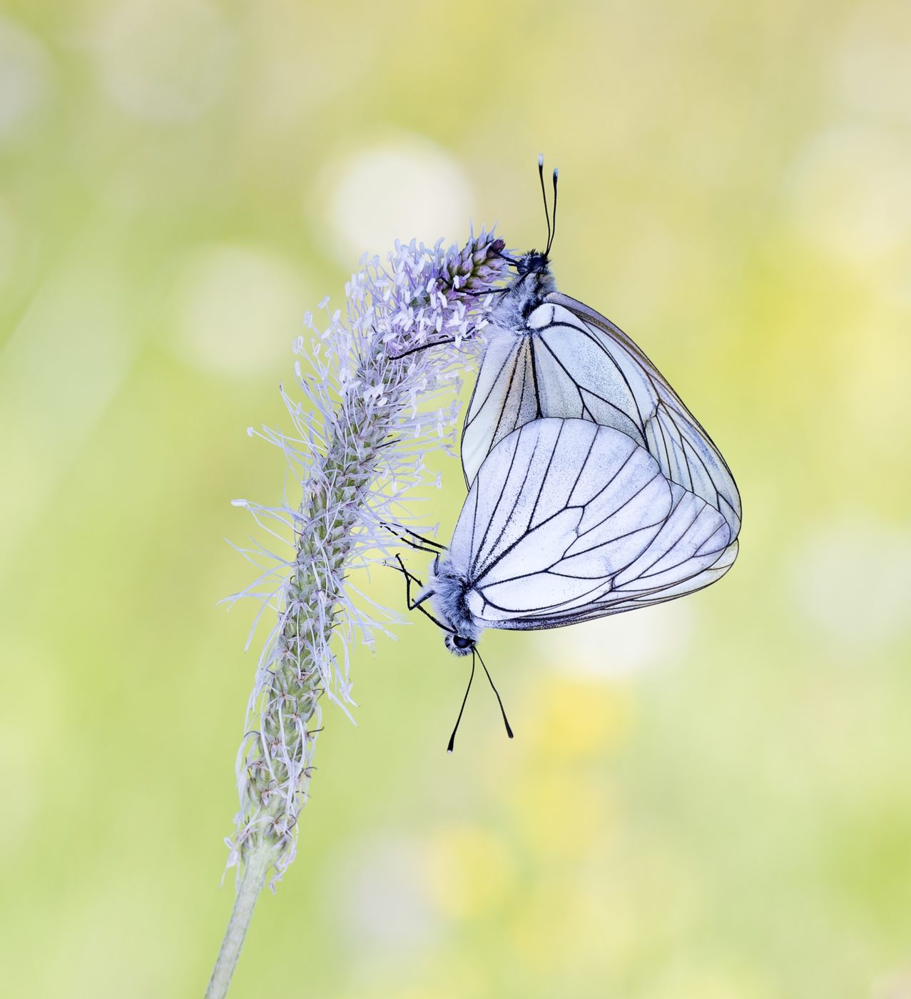 Two Black-veined White butterflies, Aporia crataegi, on a grass seed head