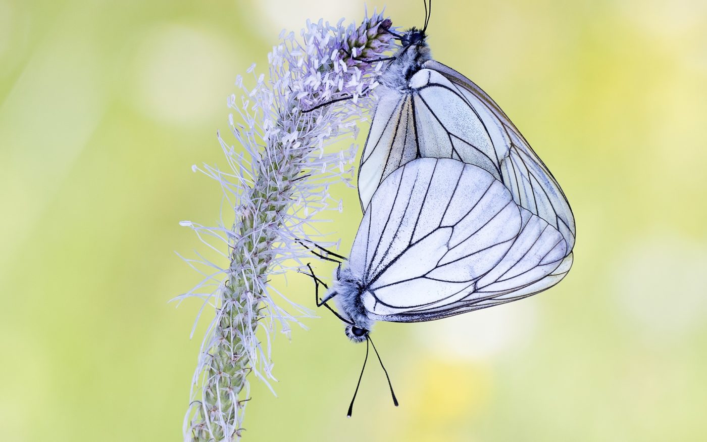 Two Black-veined White butterflies, Aporia crataegi, on a grass seed head