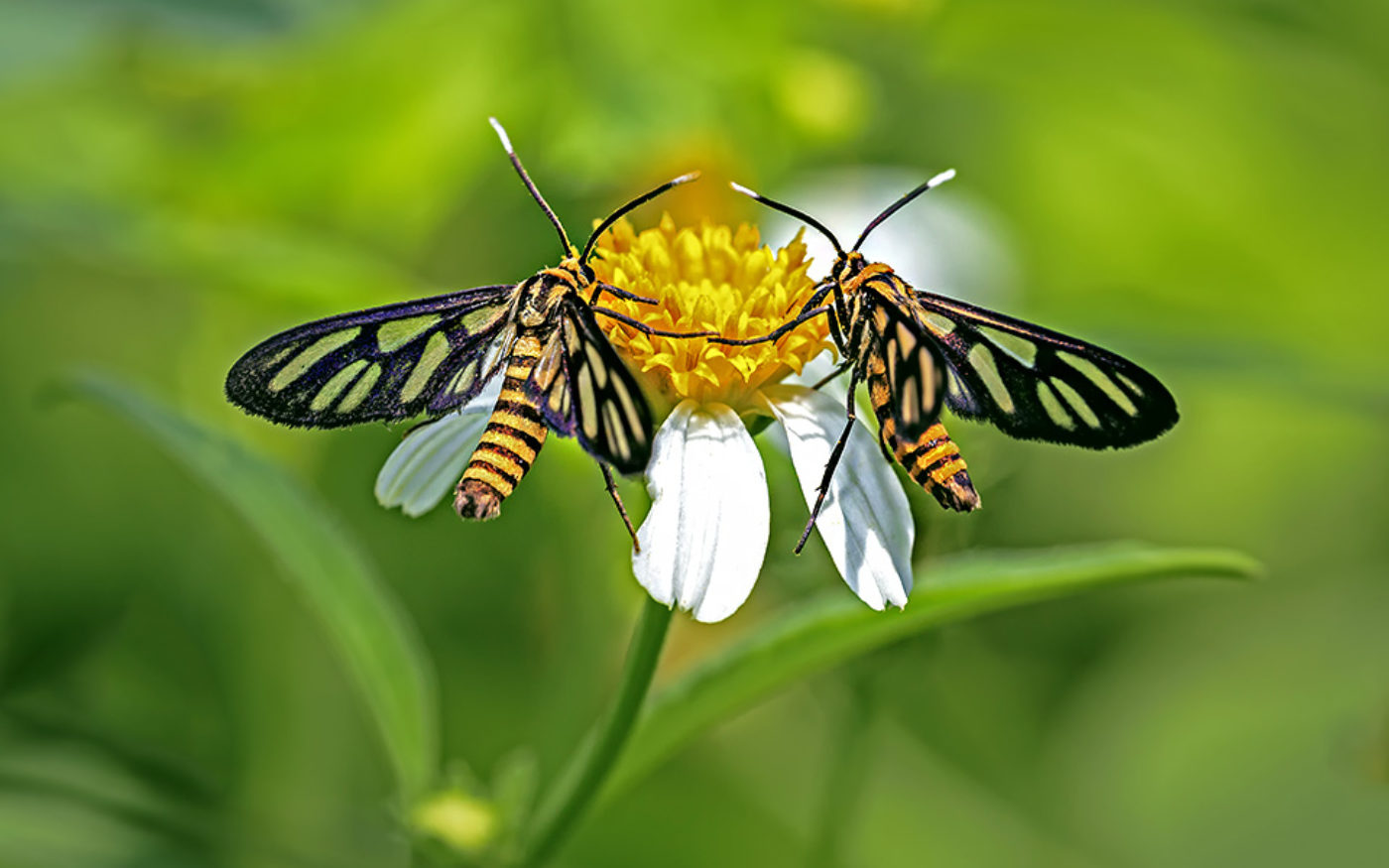 Two black and yellow moths on a white and yellow flower