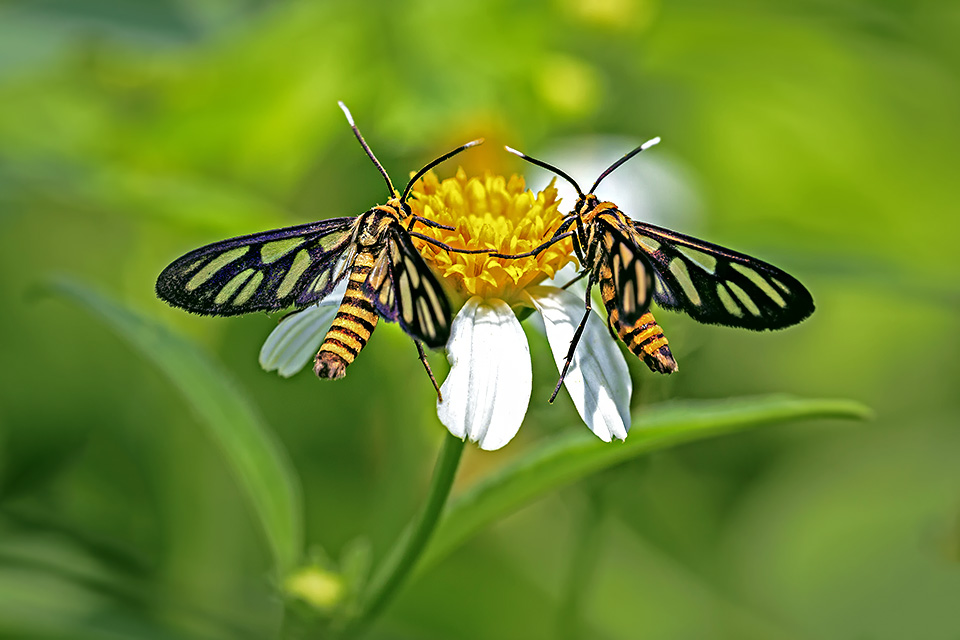 Two black and yellow moths on a white and yellow flower