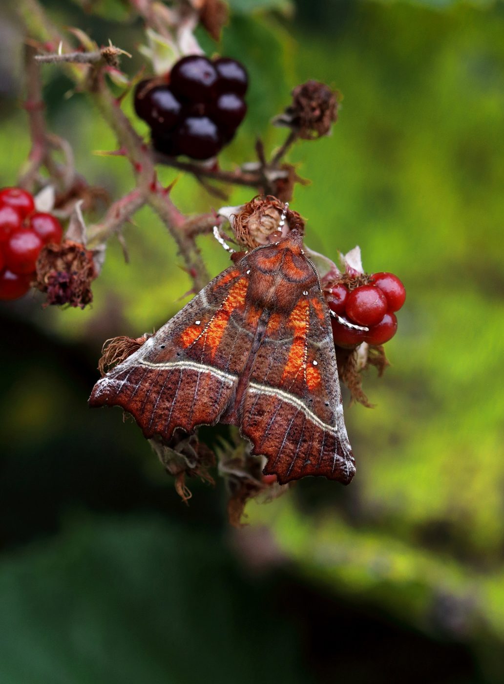 Herald moth, Scoliopteryx libatrix, on blackberries