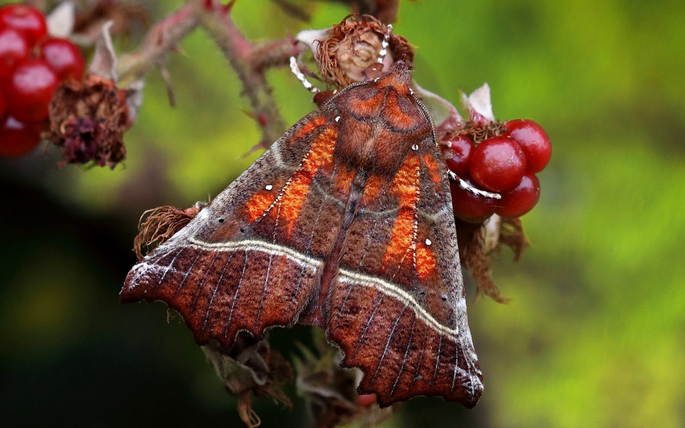 Herald moth, Scoliopteryx libatrix, on blackberries