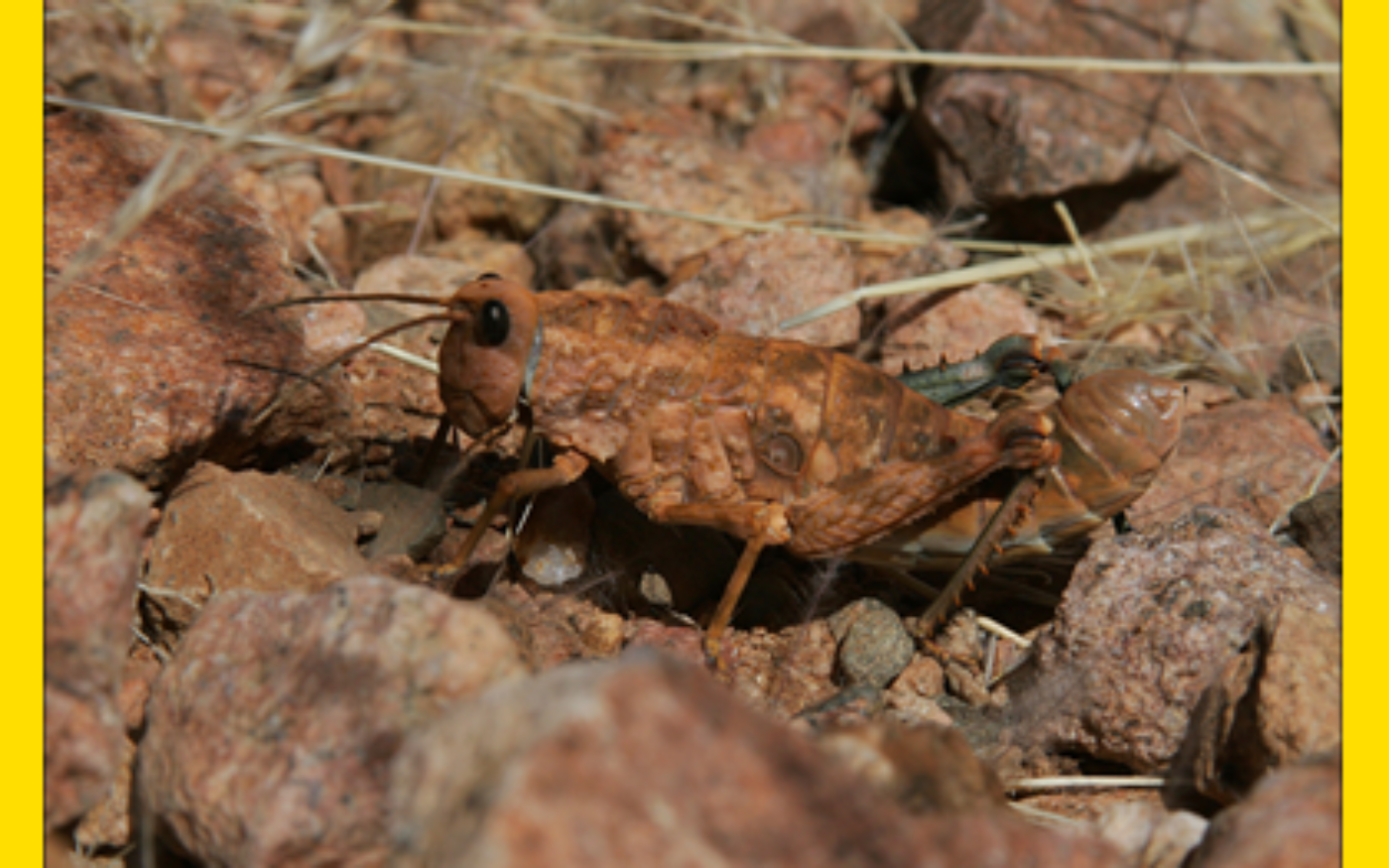 Namibian Grasshopper, Commended 2006 NIW Photography Competition foreign insect category