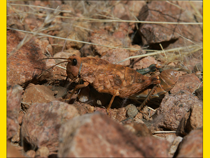 Namibian Grasshopper, Commended 2006 NIW Photography Competition foreign insect category