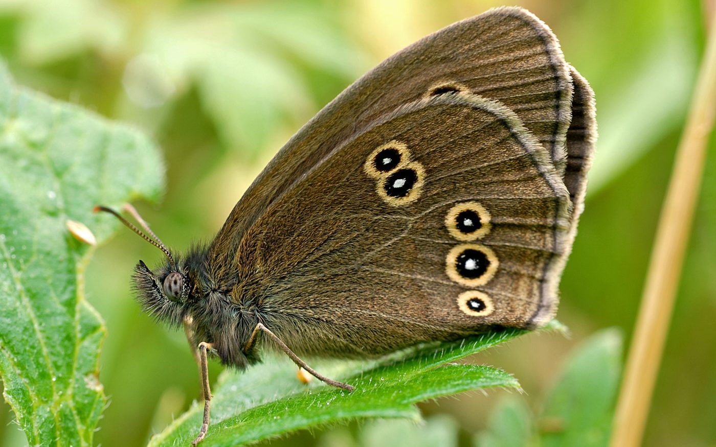 Ringlet butterfly, Aphantopus hyperantus