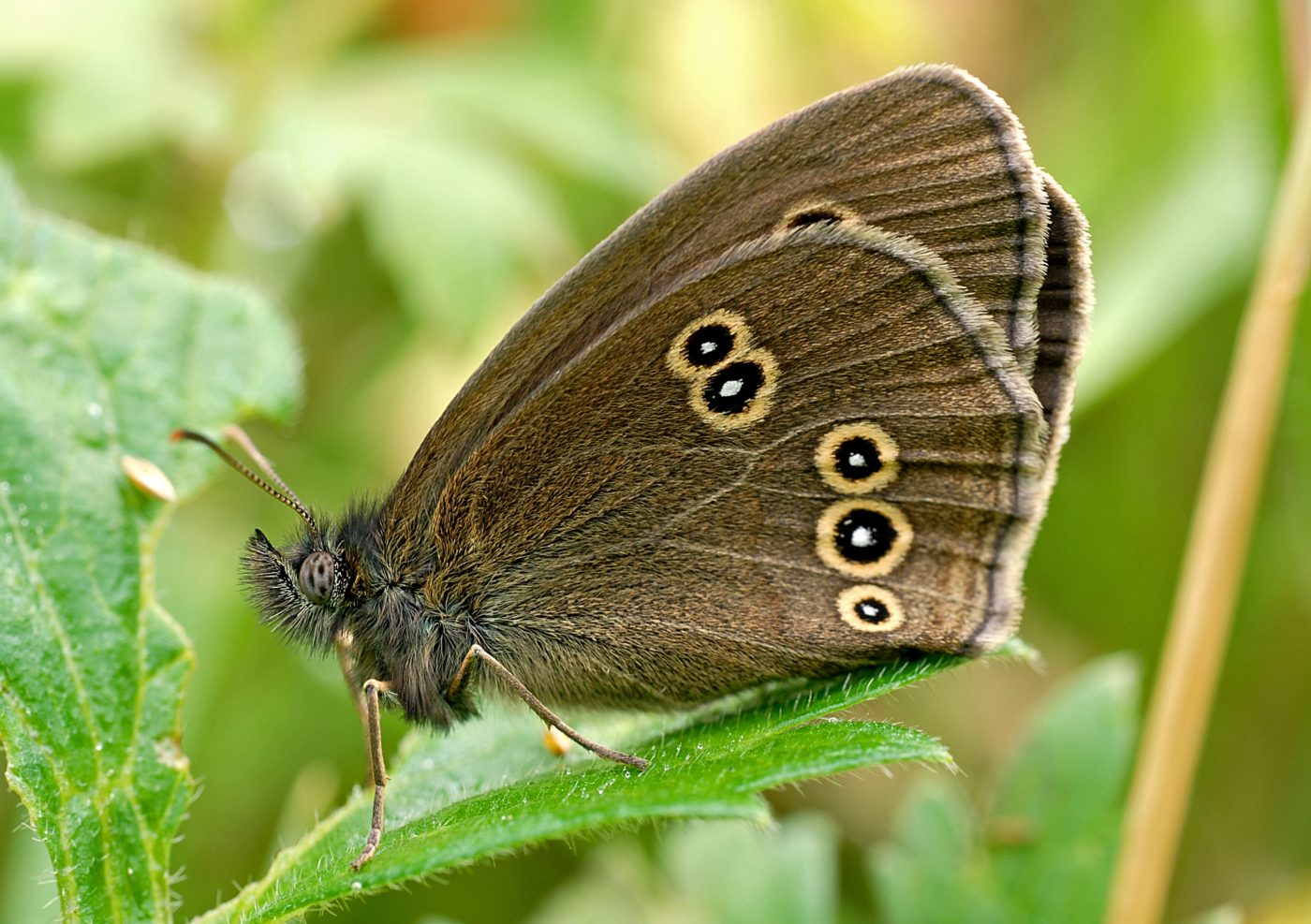 Ringlet butterfly, Aphantopus hyperantus