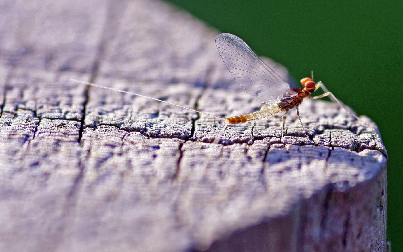 A mayfly on a fence post