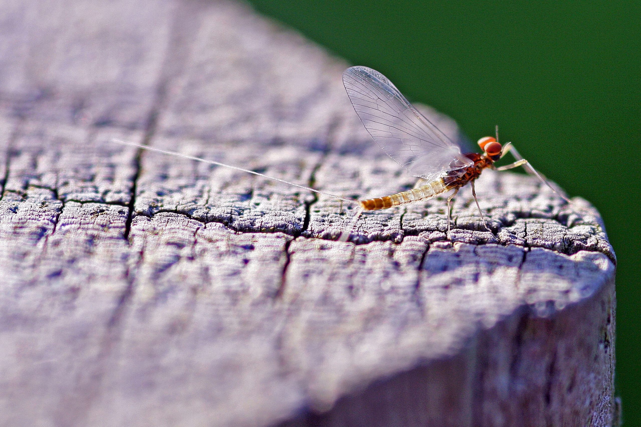 A mayfly on a fence post
