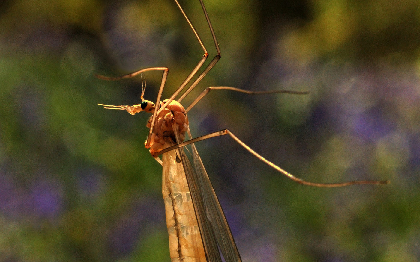 Emerging Crane Fly