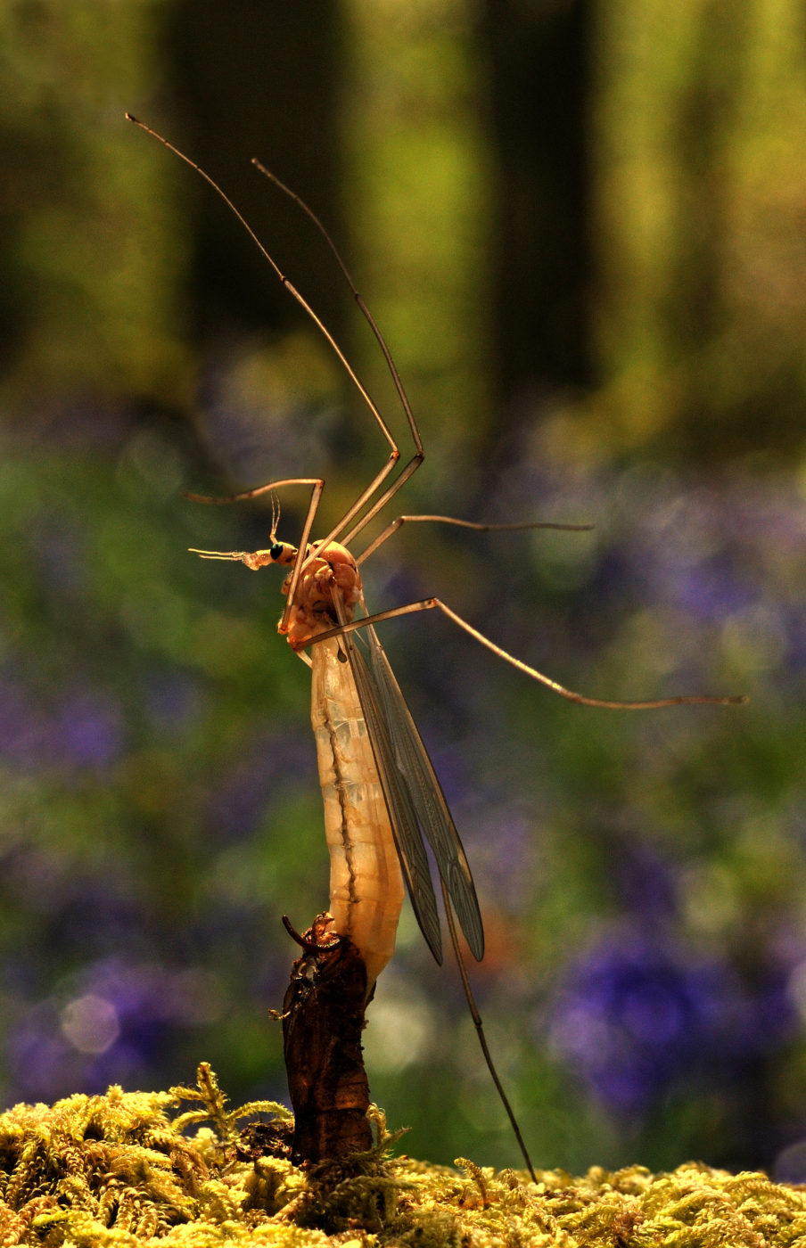 Emerging Crane Fly