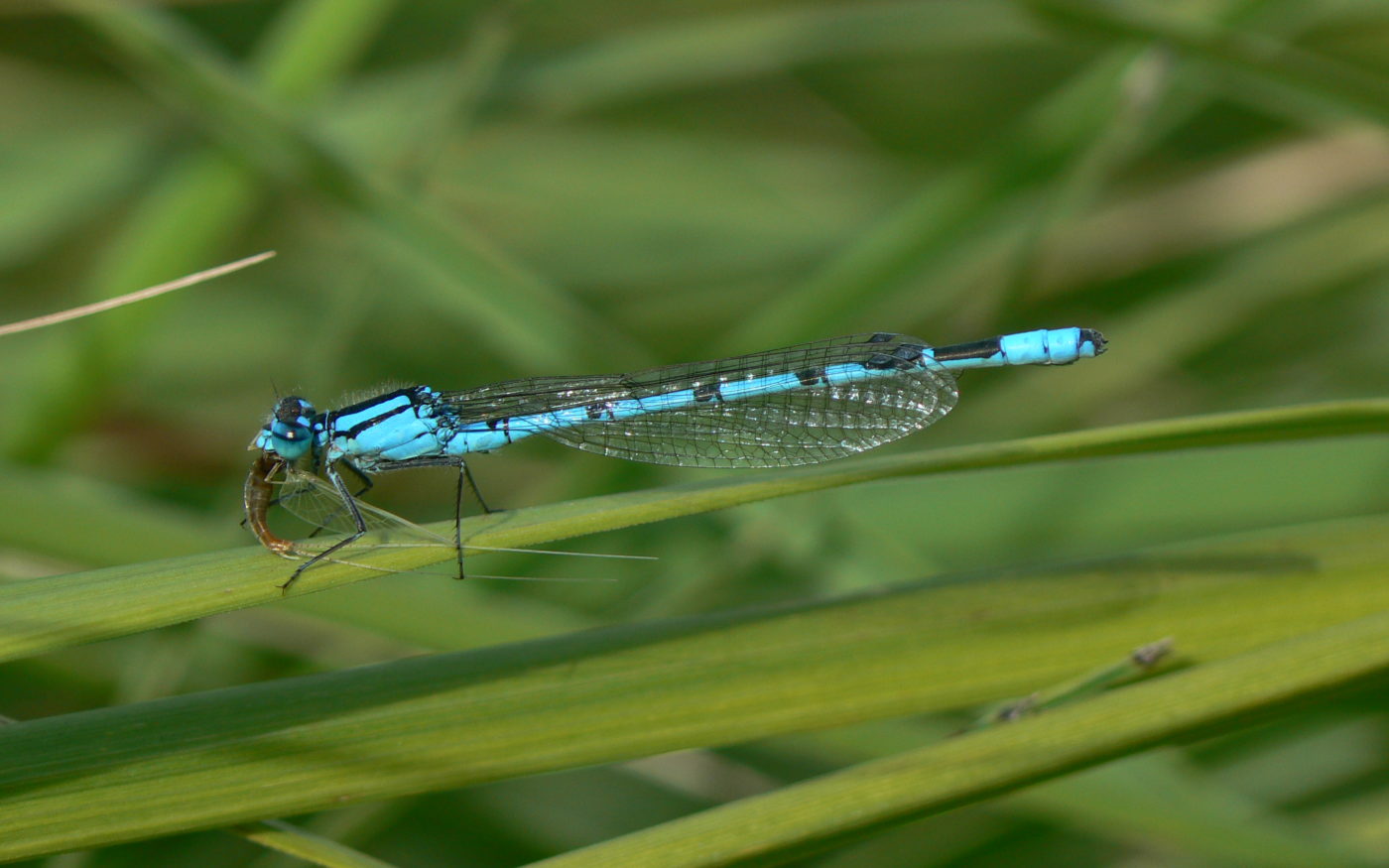 Common blue damselfly with lunch