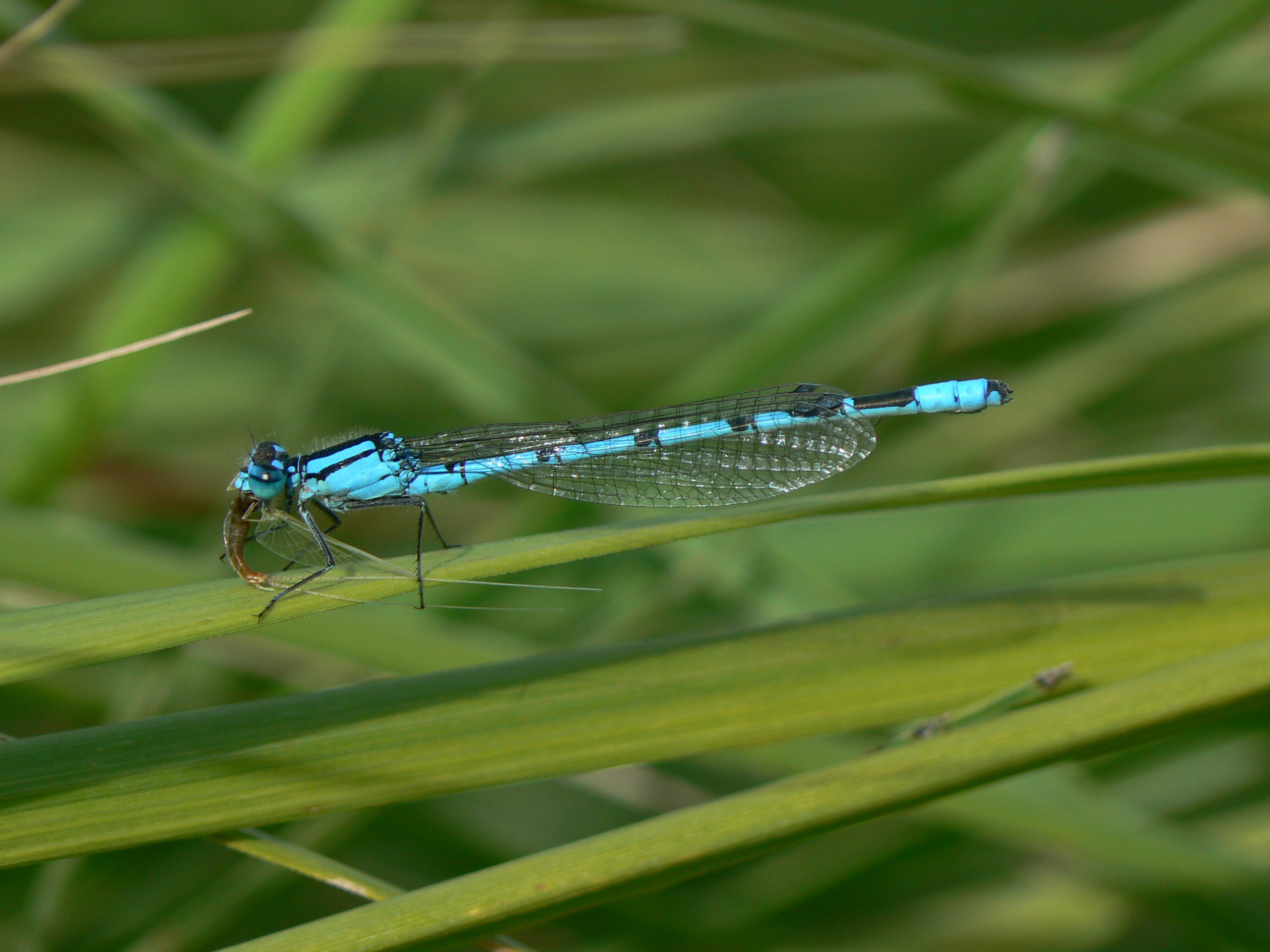 Common blue damselfly with lunch