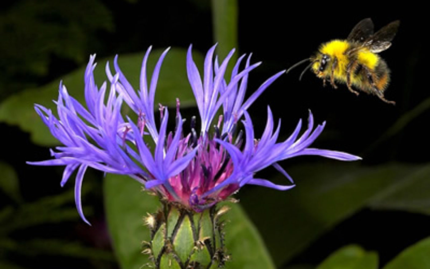 Male early bumblebee in flight