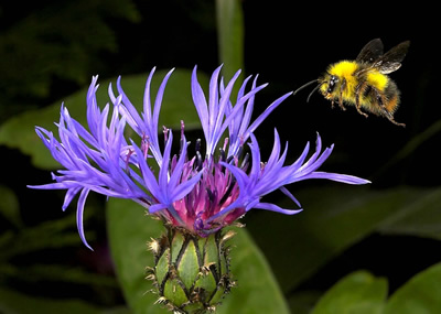 Male early bumblebee in flight