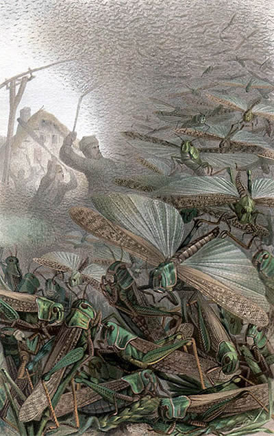 Illustrated image of locusts swarming and peasant farmers fighting them to save their crops