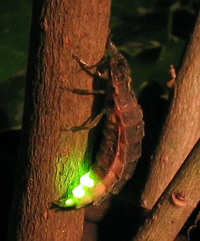 Image of a glow worm