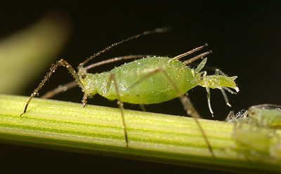 An aphid giving birth to live young