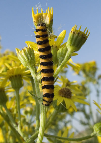 Brightly coloured yellow and black striped Cinnabar moth caterpillar clinging to the stem of a flower